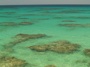 Sea Coral Carvings