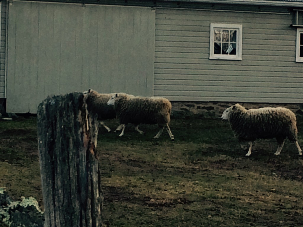 sheep 12-19-2015